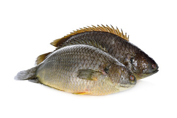common climbing perch fish or Koi fish on white background