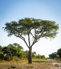 Fototapeta na wymiar Tree in Africa