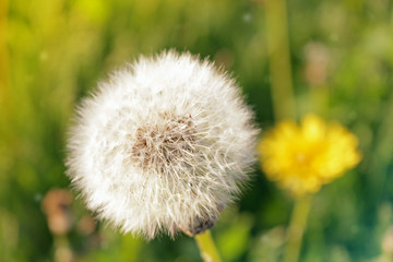Blown fluffy dandelion