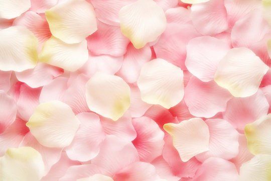 Background texture of pink and white rose petals