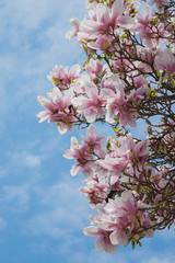 Magnolienbusch rosa-weiß, Blick von unten nach oben
