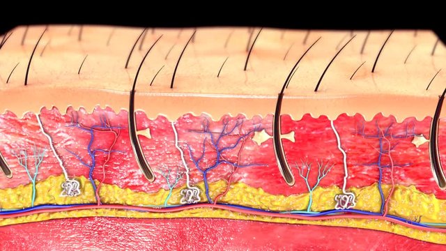 Skin Anatomy