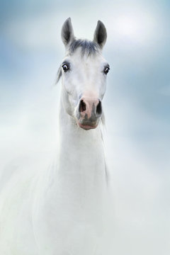 Fototapeta siwy koń