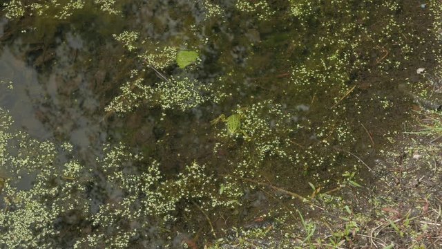 Ordinary marsh frog sitting unmovable in the pond until it's got several pushes. 4k