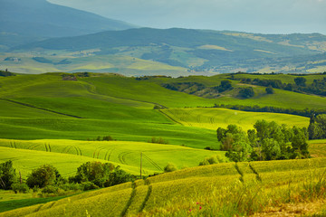 Fototapeta premium The beautiful colors of the spring in Tuscany