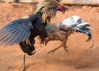 fierceness of the fighting cocks