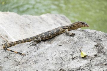 Close up of Lizard or water monitor