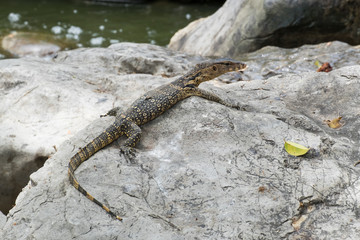 Close up of Lizard or water monitor