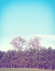 Retro toned trees against blue sky, nature background.