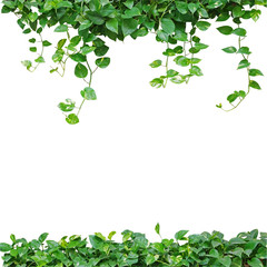 Fototapeta premium Heart shaped leaves vine, devil's ivy, golden pothos, isolated o