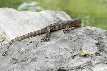 Close up of Lizard or water monitor