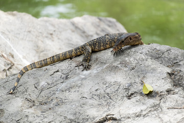 Close up of Lizard or water monitor