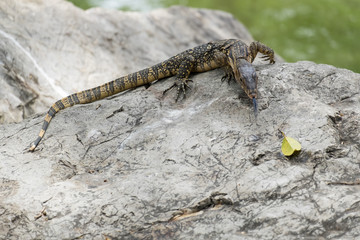 Close up of Lizard or water monitor