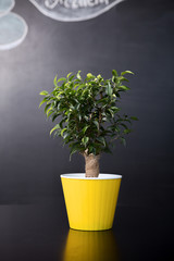 Flower pot over black background. Potted plant represented on table. Nice tree flower in studio.