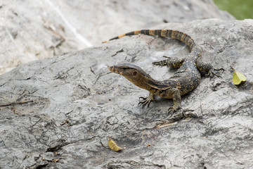 Close up of Lizard or water monitor