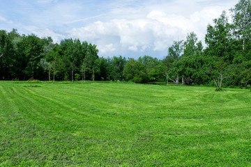 green meadow