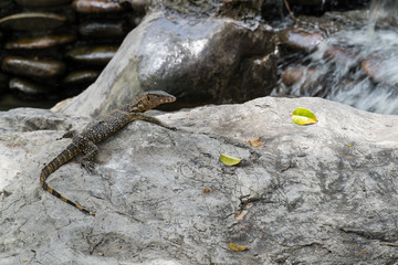Close up of Lizard or water monitor