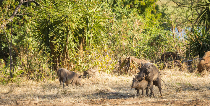 Warthogs Mating © THP Creative