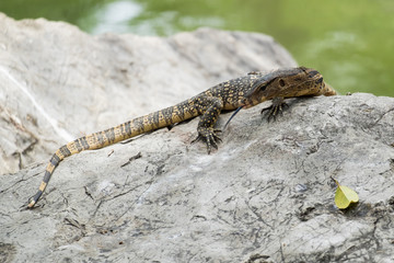 Close up of Lizard or water monitor