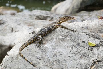 Close up of Lizard or water monitor