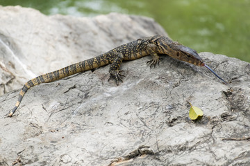 Close up of Lizard or water monitor