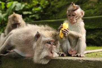 Naklejka premium Monkeys portrait.Close-up of a monkey face in a natural forest of Thailand or Baly