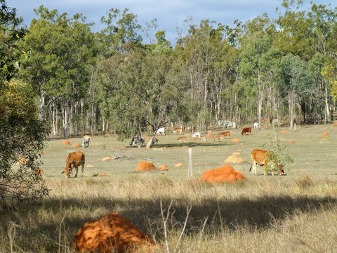 Cattle and termite mounds on farm near Esk