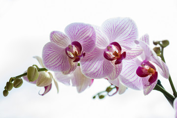 Fototapeta na wymiar Phalaenopsis orchid; flower branch with buds