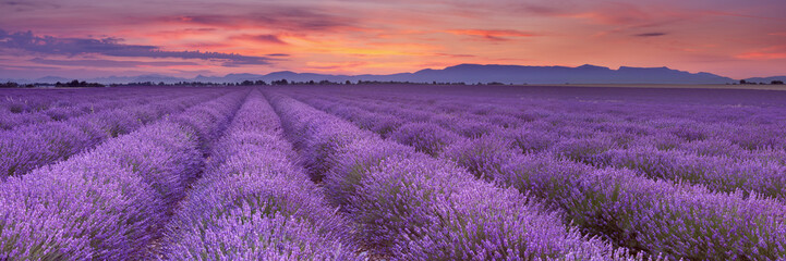 Sonnenaufgang über Lavendelfeldern in der Provence, Frankreich