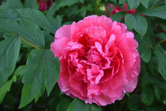 Fototapeta gefüllte rosa Pflingstrosenblüte