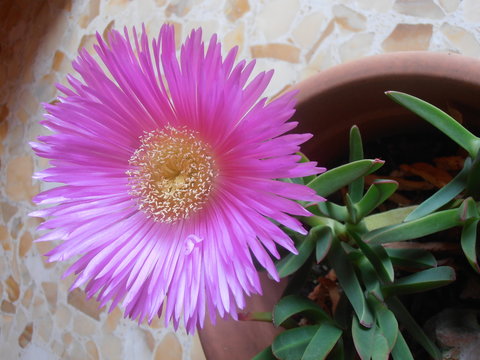 Carpobrotus edulis
