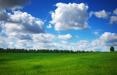 Fototapeta premium Beautiful spring landscape. Field of grass and perfect sky