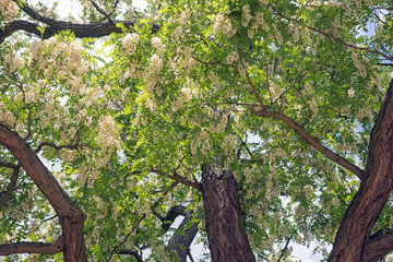 Fototapeta premium Blüten der Robinie