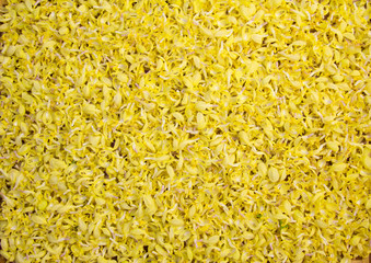 gelbe Taubnesselblüten für Tee - lamium galeobdolon,