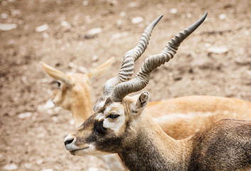 Blackbuck portrait - Antilope cervicapra, couple of antelope