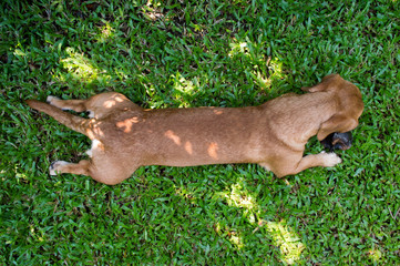 Dachshund lying on the grass