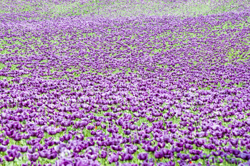 Obraz premium Purple papaver somniferum (opium poppy)