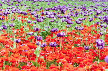 Purple and red papaver somniferum (opium poppy)