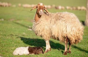 yeni doğum yapan anne koyunun kıskançlık bakışı