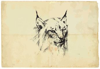 Eurasian lynx - pencil drawing to vector © kuco