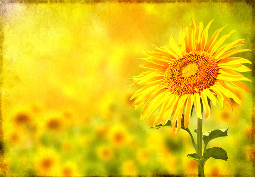 Grunge background with sunflower