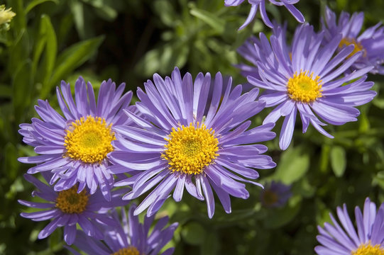 Purple asters flowers