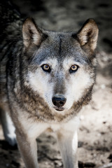 Obraz premium Regard de loup