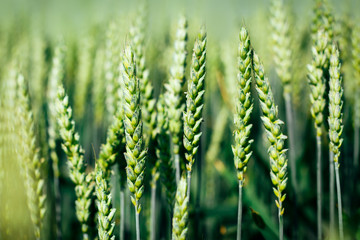Green wheat in the field