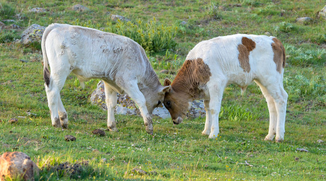 hayvan yavrularının oyunu
