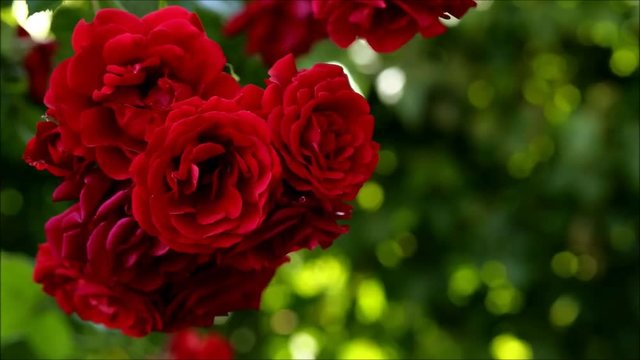 Beautiful blooming red rose - love concept