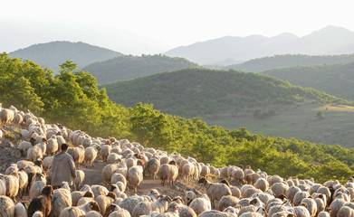 zirvedeki dağlarda çoban ve koyun sürüleri