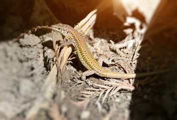 lizard in the sun