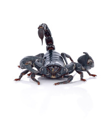 Scorpion on white background