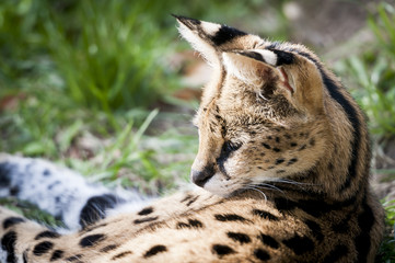 Serval